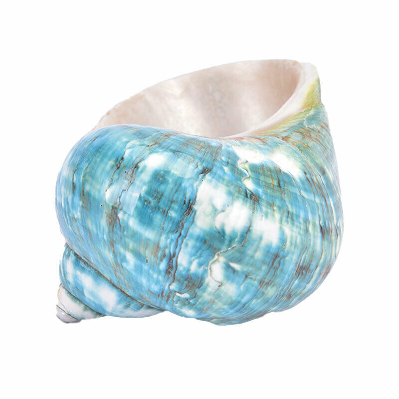 Natural Shell Sea Conch Snail Fish Tank Aquarium Decorations Roll Shellfish