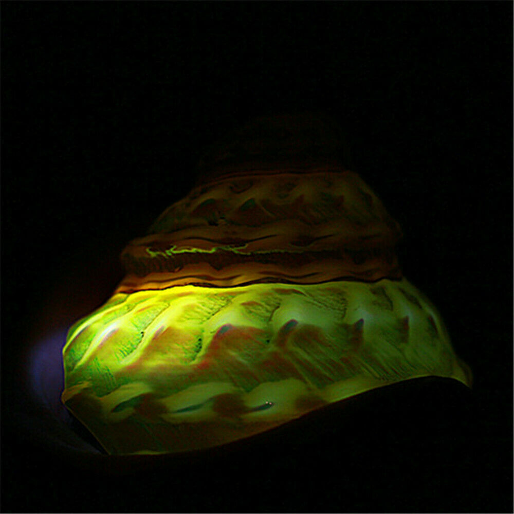 Natural Turban Snail 8-10 cm Fluorescent Shells Cone Shaped Ornament Decor