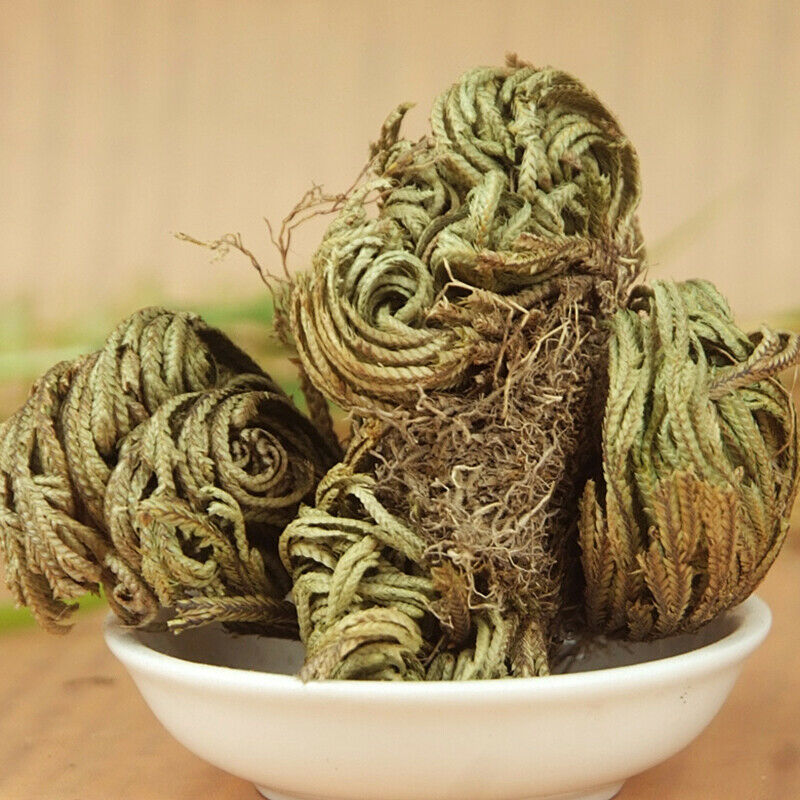 1pc Dried Flower Magical Resurrection Plants Grass Air Fern Selaginella Moss hot