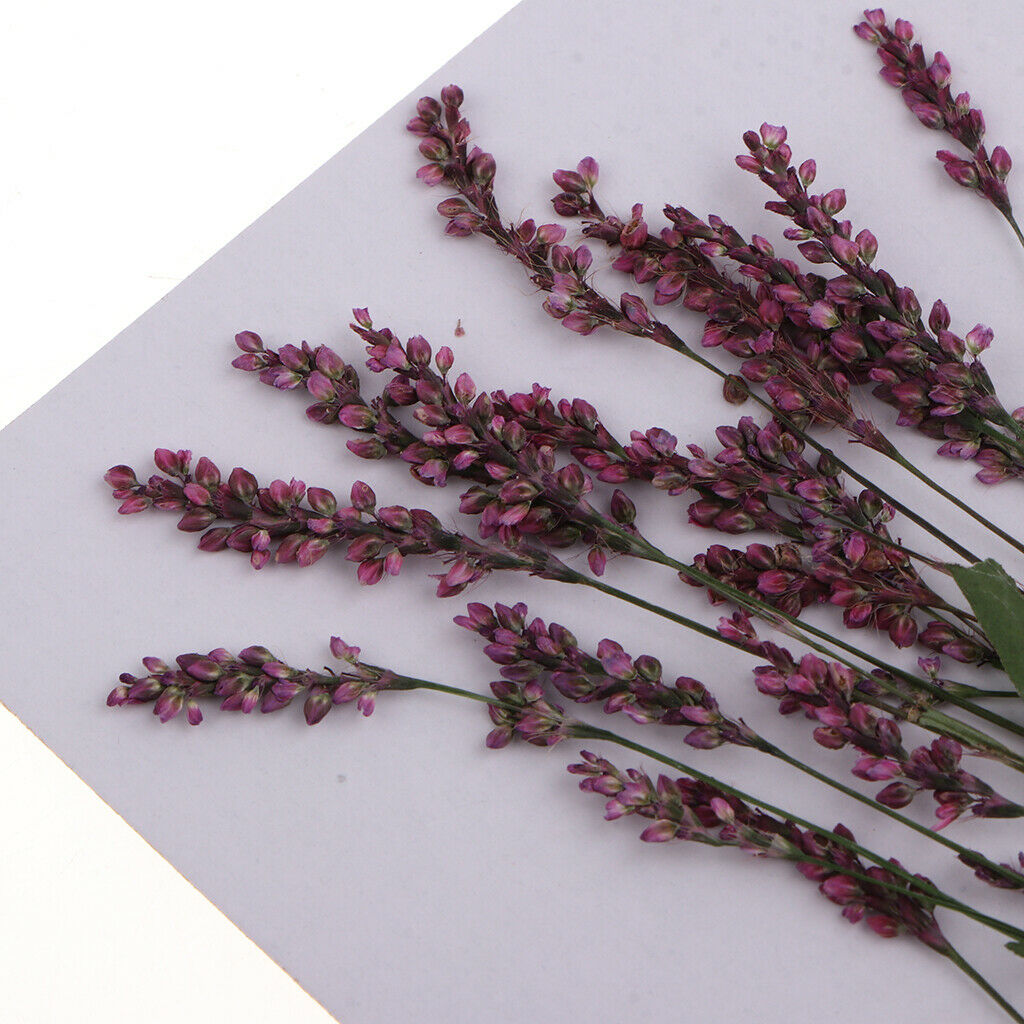 Blesiya 12Pcs Real Pressed Leaves Dried Flowers DIY Scrapbooking Phone Craft