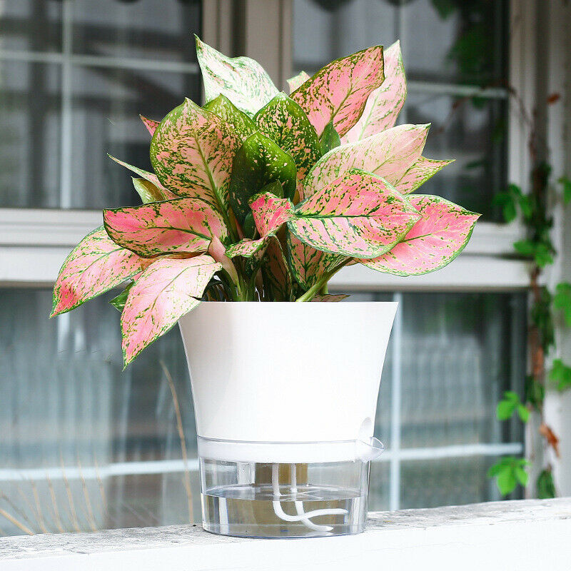 Garden Auto Irrigate Flower Pot Home Automatic Water Absorption Succulent.l8