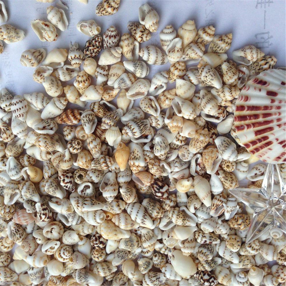 100 pcs Small Sea Shells Assorted Natural Seashells Conch Crafts DIY Decoration