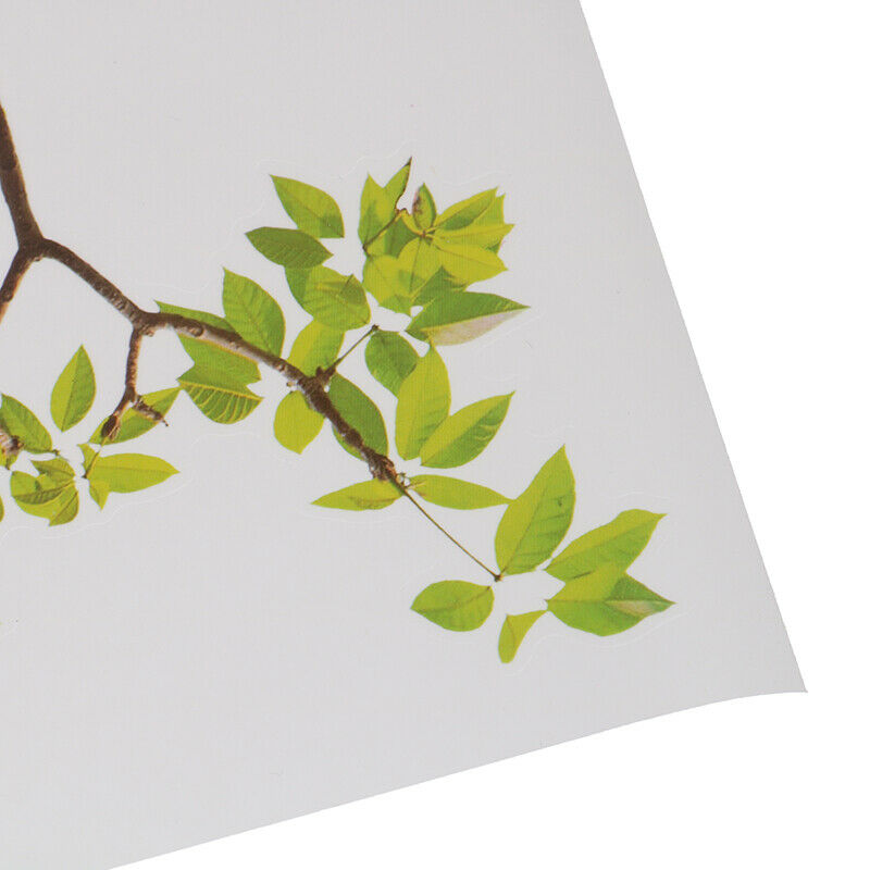 Vivid Wall Decals Birds on Tree Peel and Stick Fresh Removable Wall Stick SL SJ