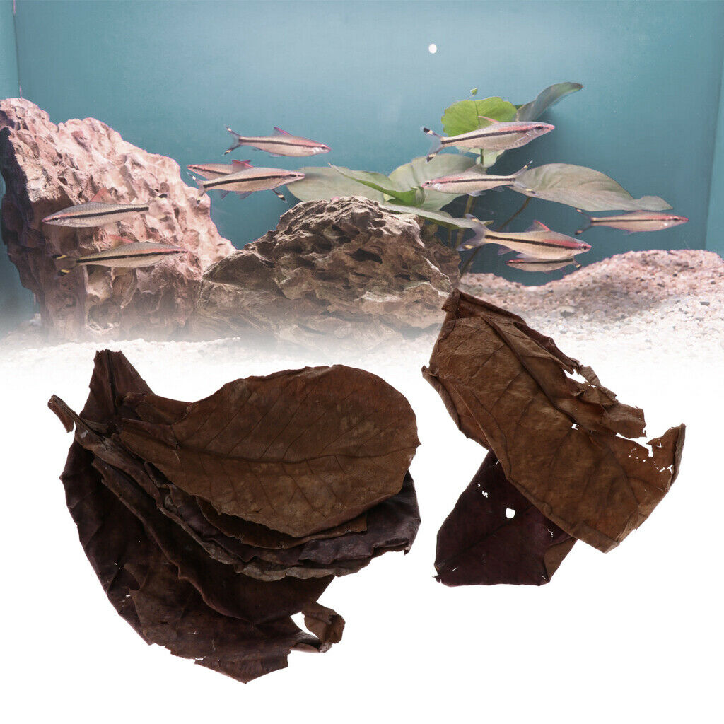 10pcs Betta Leaves Beneficial Clean Tool For Fish Tank Aquarium Cleaning