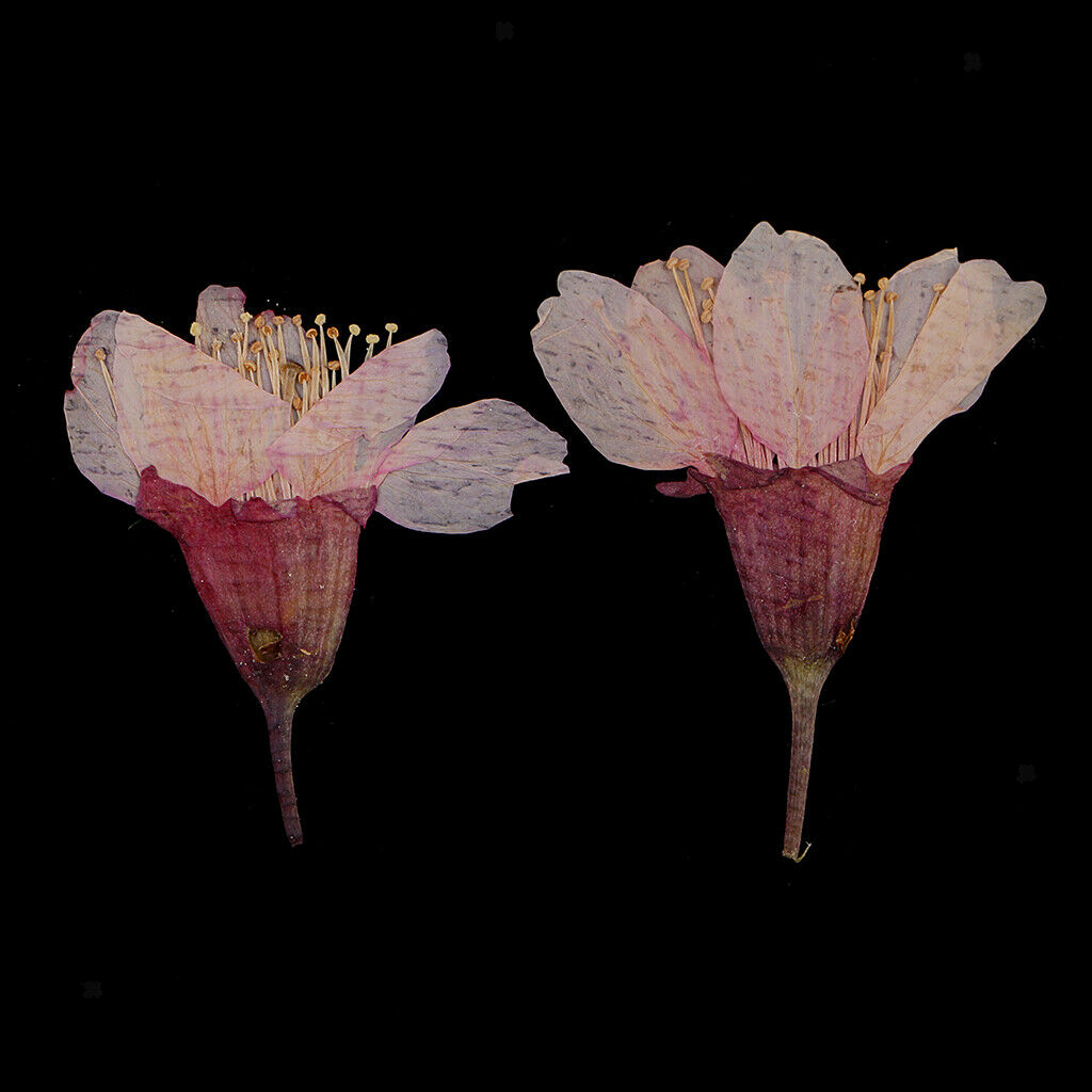 12 Pieces Natural Pressed Dried Flowers Sakura DIY Scrapbooking Arts Crafts