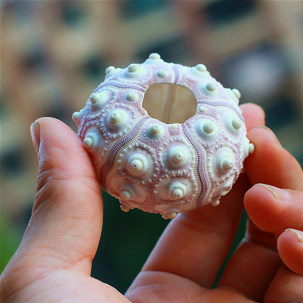1 Piece Natural Sea Urchin Shell Ornament 4-8 cm Seashells Shells Nautical Decor