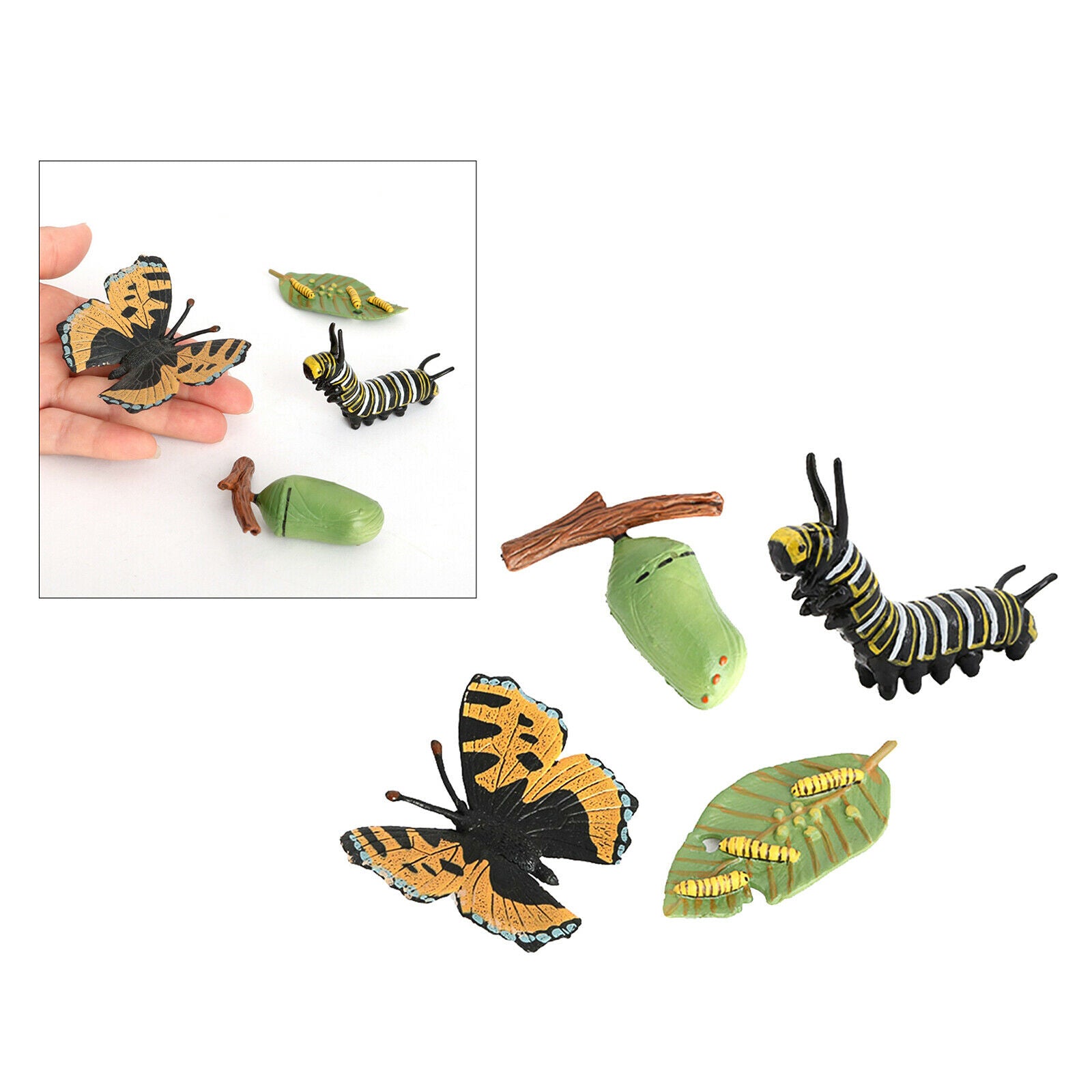 Meticulously Designed Ladybug Butterfly Lifecycle Figures， Educational