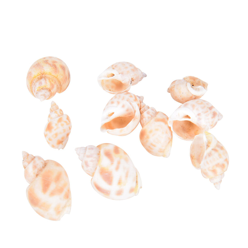 Aquarium Mixed Bulk Sea Shells Beach Shell Table Decor Craft FUN HOT B Re
