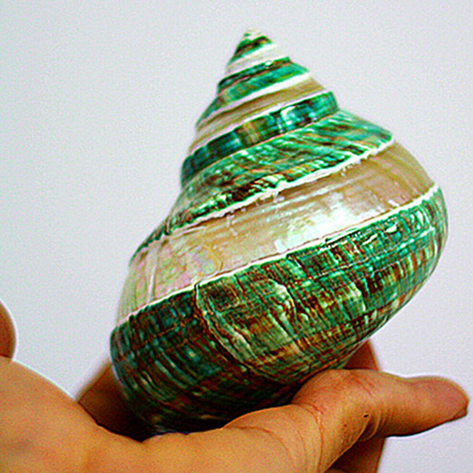 Natural Green Turban Shell Conch Sea Snail Fish Tank Home Decoration DIY
