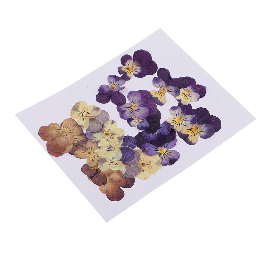 20 PCS Mixed Pressed Flowers Real Pressed Dried Flowers Natural Dried Flowers