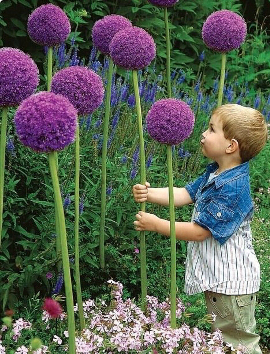 20 Seeds  Allium Giganteum Giant Onion Perennial Plant Home Garden High Quality