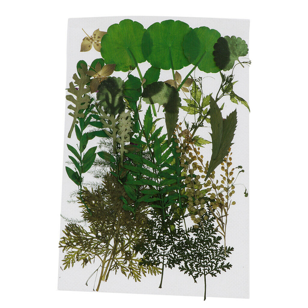 116 Natural Pieces Real Pressed Dried Flowers DIY Album