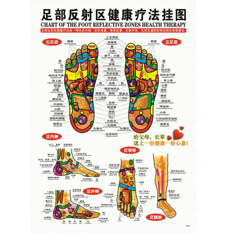 7pcs English Acupuncture Meridian Acupressure Points Posters Chart Wall Map