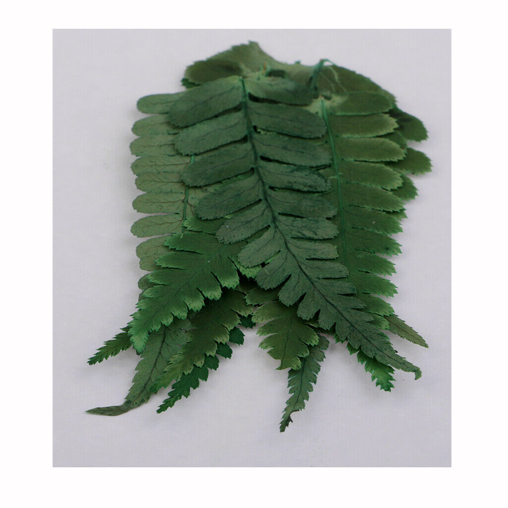 20 Natural Pressed Fern Leaves Dried Flowers Real Press Dry Flowers For Nails