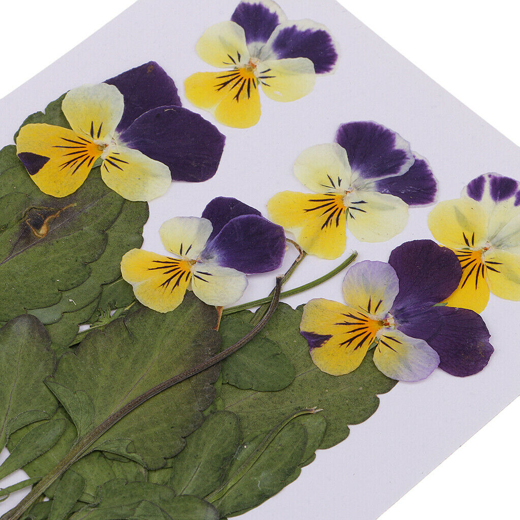 12pc Pressed Real Pansy Flowers Dried Flower Leaves for Phone Case Decor DIY