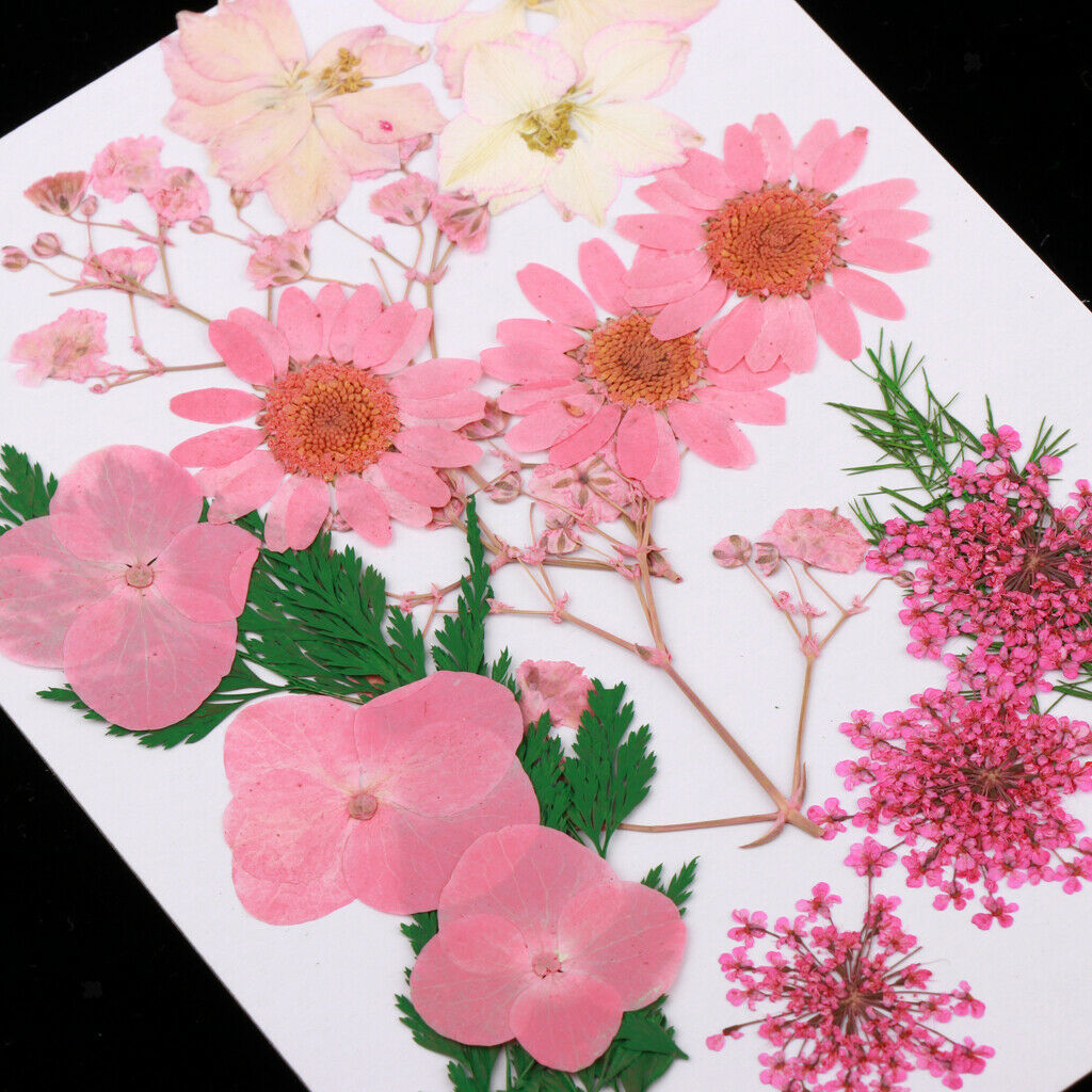 Multiple Natural Pressed Dried Flowers Mixed Leaves DIY Art