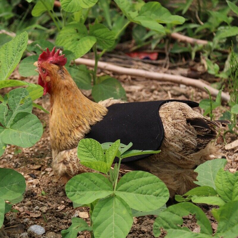 Single Strap Chicken Apron/Saddle, Feather Fix Protector for Poultry -StandardP8