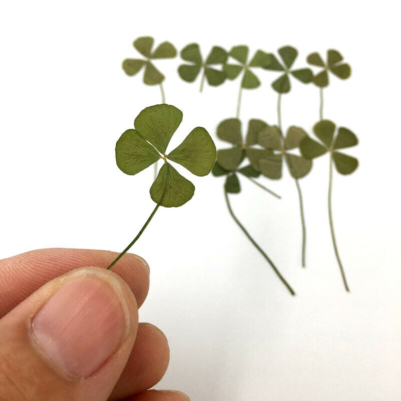 Four Leaves Dried flowers Card Making Scrapbooking Jewelry Furniture Deco.l8