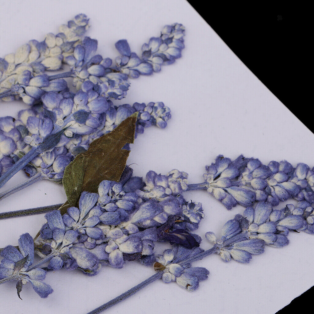 Pack of 10 Mixed Real Pressed Dried Flowers Natural Dry Sage Flowers