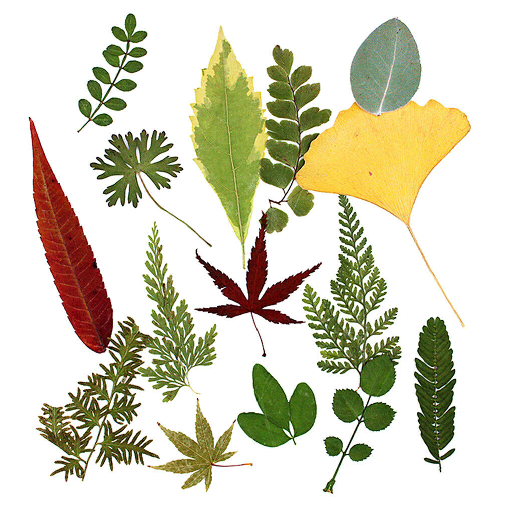 15Pc Natural Press Ferns Leaves Pressed Real Dried Flowers Dry Leaves for DIY