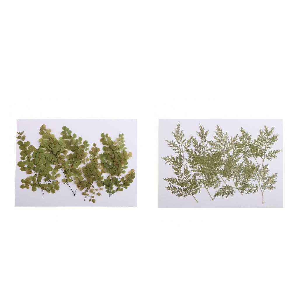 20x Mixed Size Real Pressed Leaves Dried Flower Embellishments DIY Materials