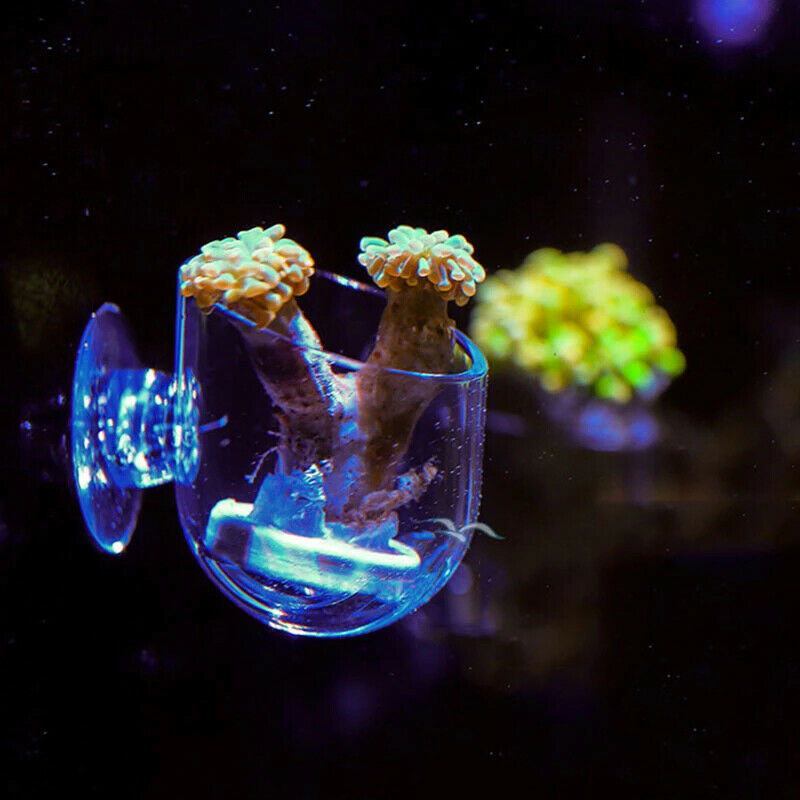 Aquarium Decor Hanging Fish Tank Mini Glass Pot Water Potted Planting C.l8