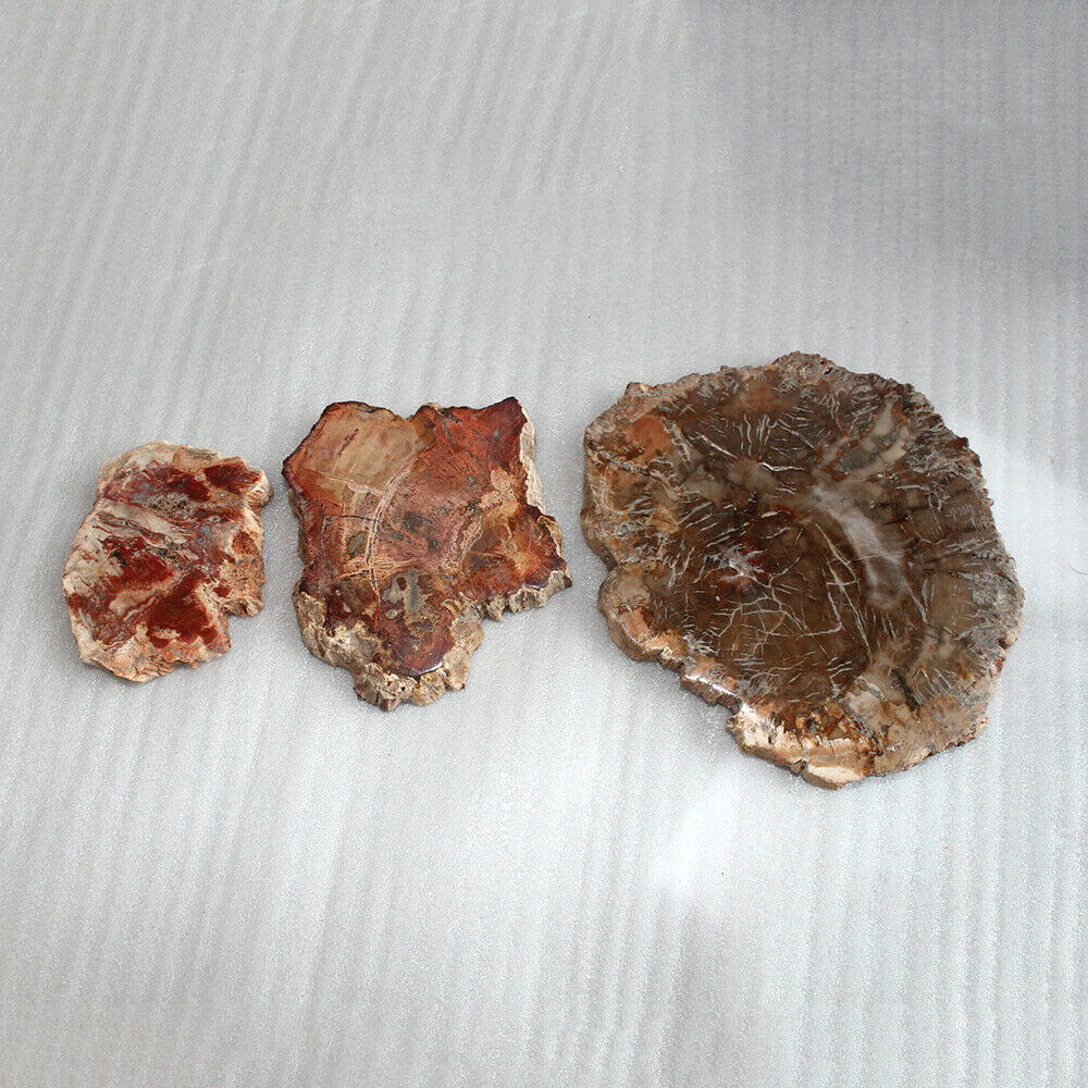 70MM Natural Wood Drink Coaster Specimen Fossil Polished Rock Madagascar