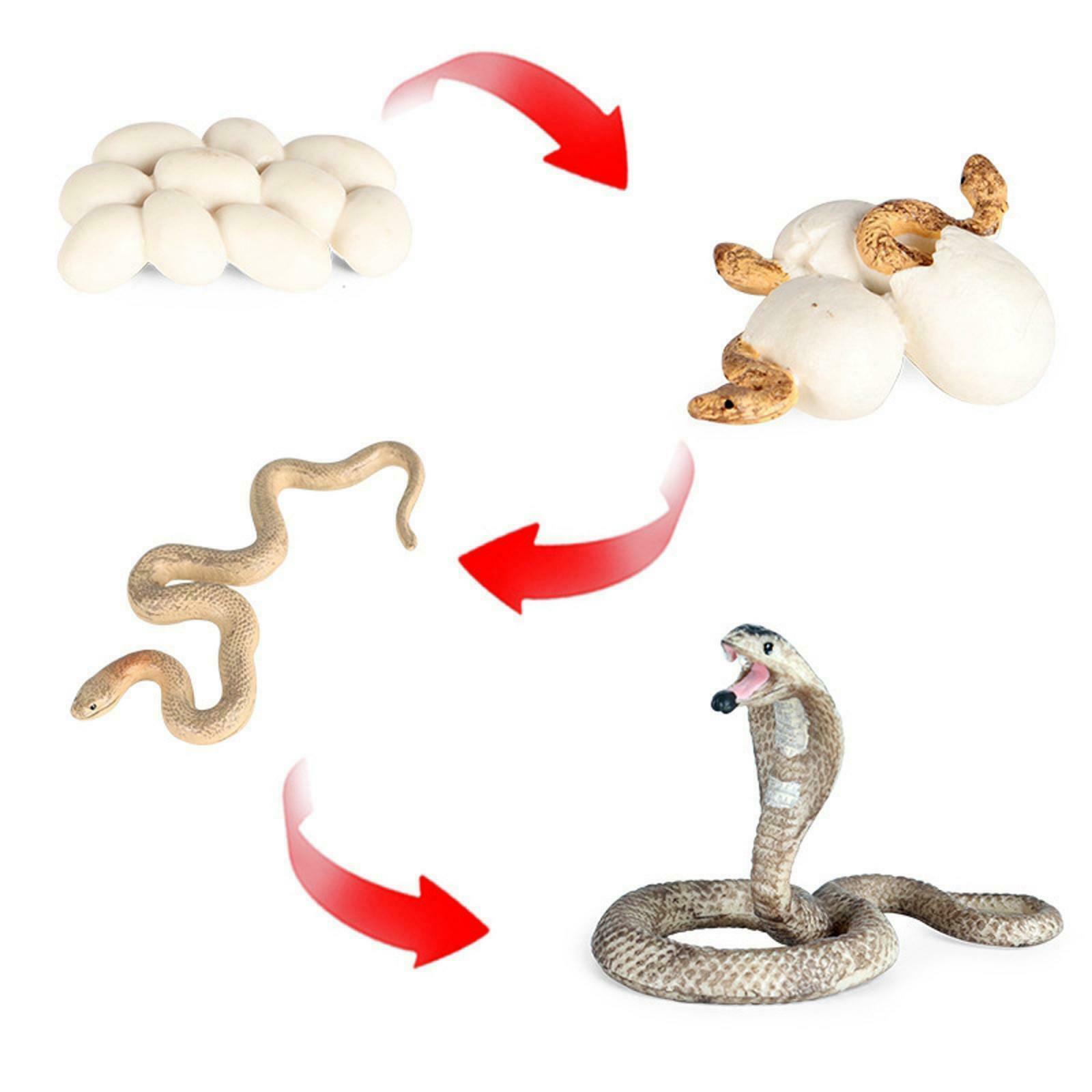 Realistic Cobra Growth Figures Kids Cognitive Toys Role Play Themed Party