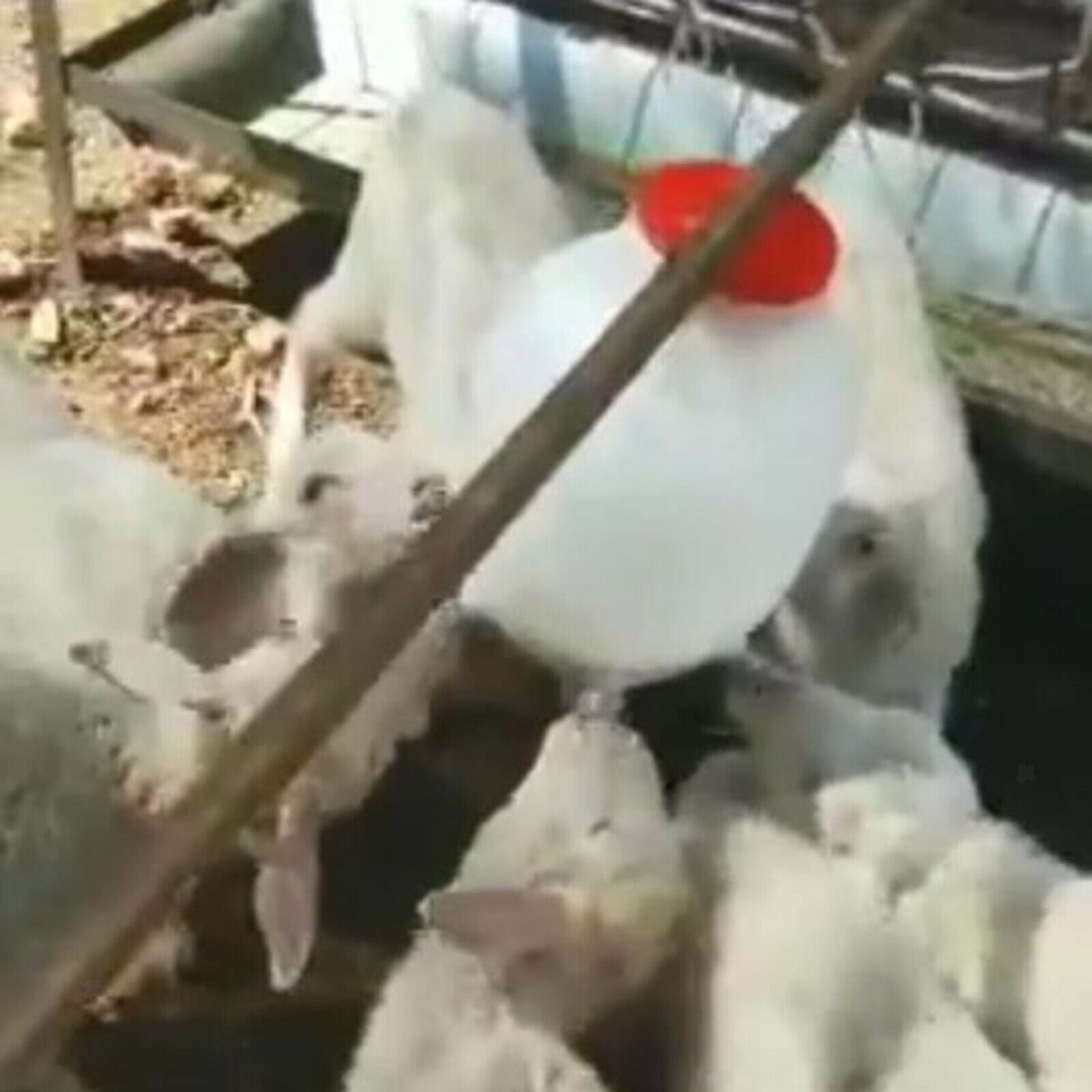 8L Lamb Feeder Bucket for Farm Animal Dog Poultry Feeding Pot Accessories