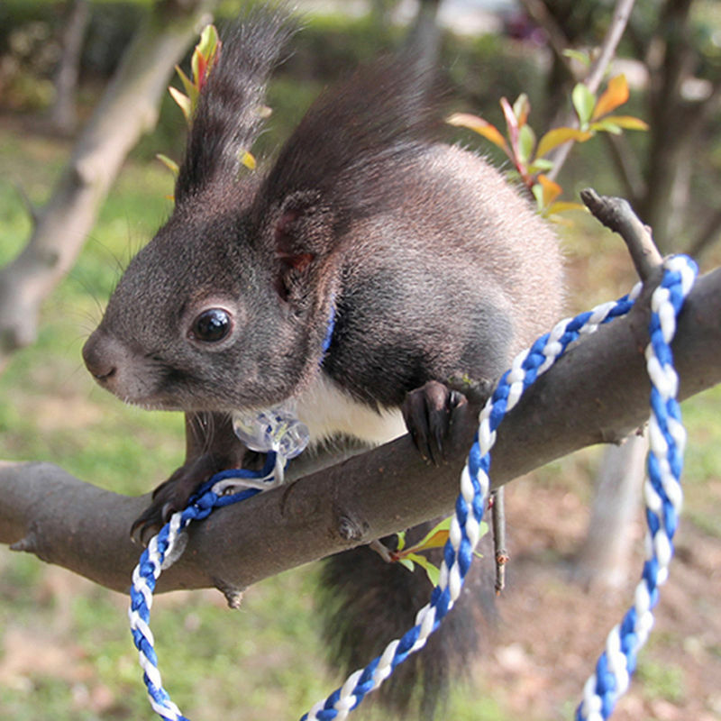 Animal Leash Rope For Hamster Mouse Squirrel Sugar Glider Harness Leash.l8