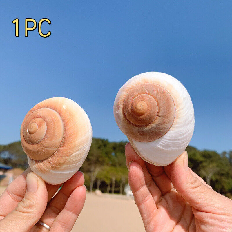 Natural Bread Snail Shells Hermitage Crab Replacement Conch Ornaments 7-8CM