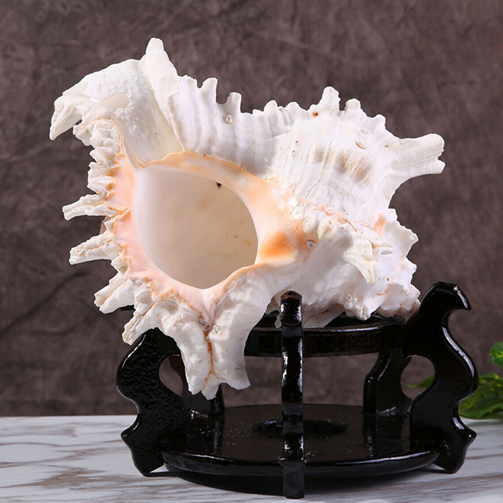 Large 15cm Natural Marine Shell Clam Conch Home Ornament Giant Sea