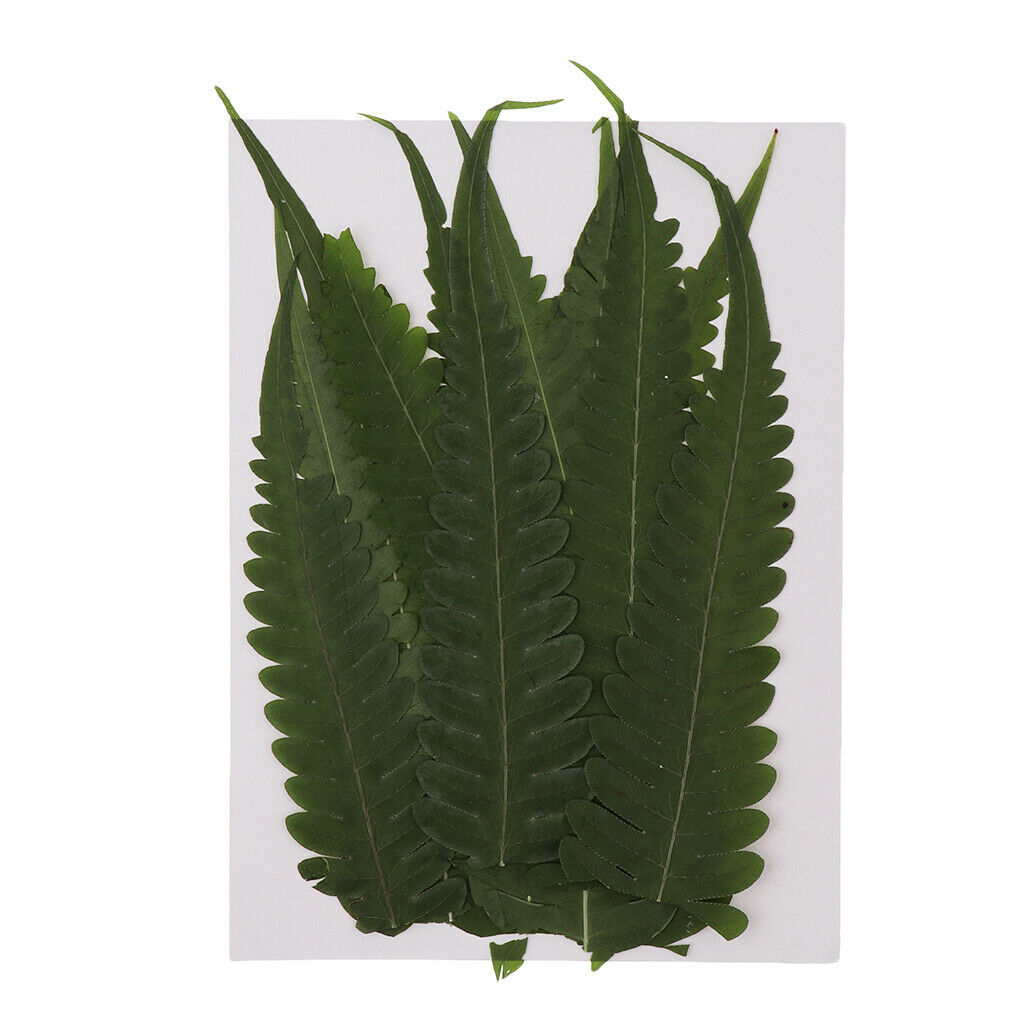 12Pcs Natural Real Dried Fern Leaves Pressed DIY Phone Case Decor Bookmarks
