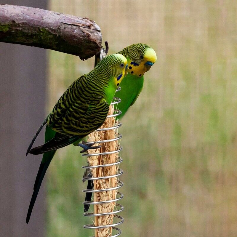 3Pcs Bird Food Holder Parrots Foraging Toys for Birdcage Hanging Stainless SF8W2