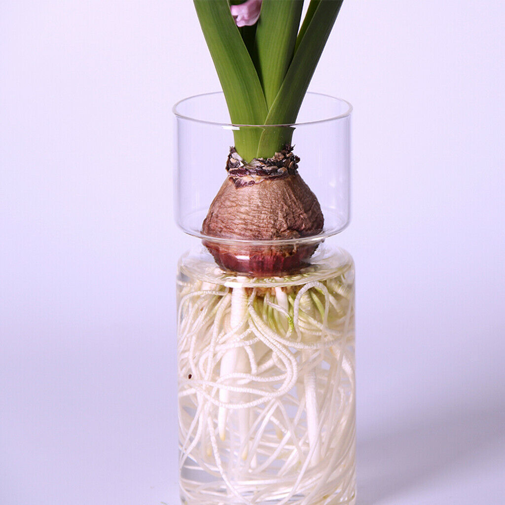 Clear Glass Vase Terrarium Plant Container Home Vase for Office Desktop