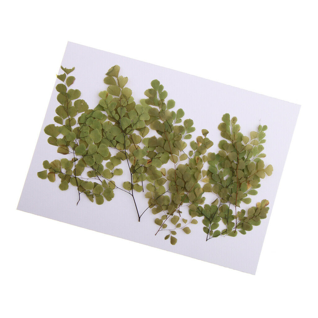 10Pcs Beautiful Dried Pressed Flowers Dried Real Blossom DIY Creative Craft