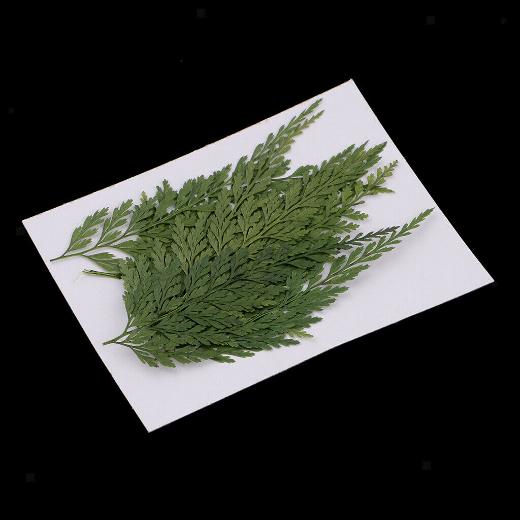 12 Pieces 7-8cm Length Real Pressed Leaves Dried Flowers Embellishments for Card