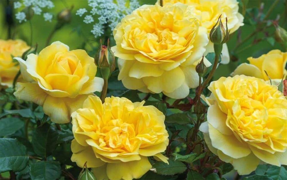 50 PCS Seeds Flowers Yellow Tea Rose Perennial Plant Home Garden High Quality
