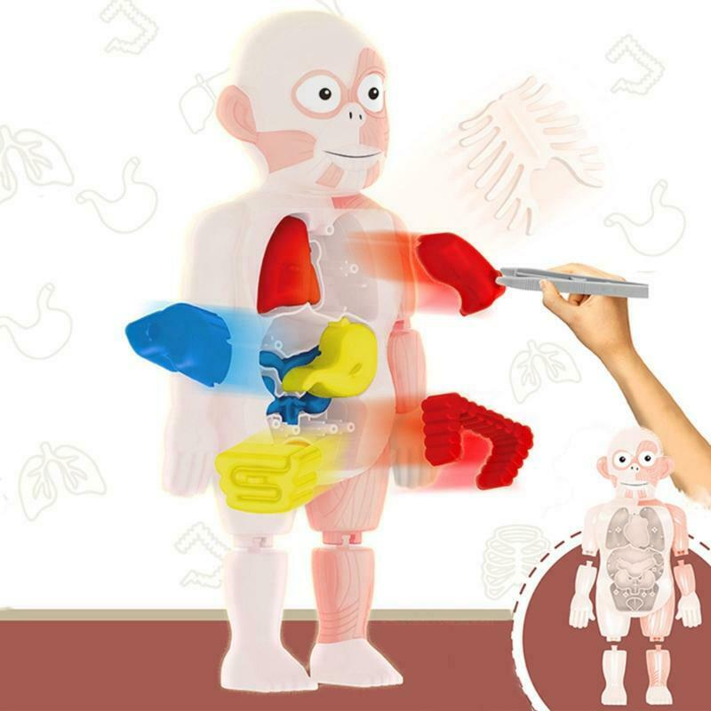 1Set Creative Building Block Human Organ Board Kindergarten Montessori Puzzle
