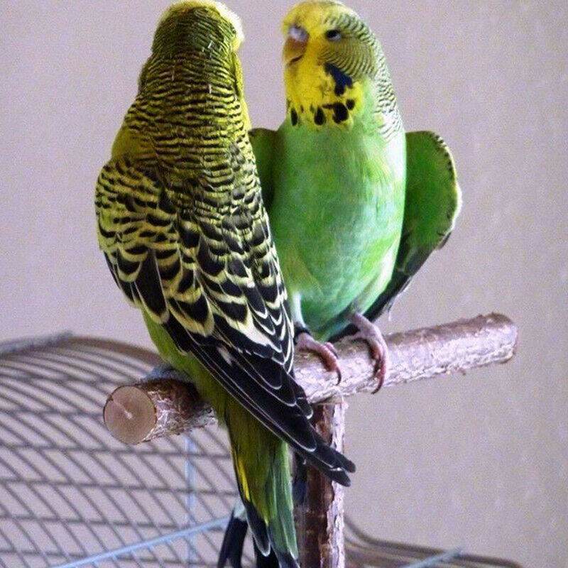 Parrot Bird Stand Bar Parrot Toys Swing Pet Bracket Wooden Rest Perches B.l8