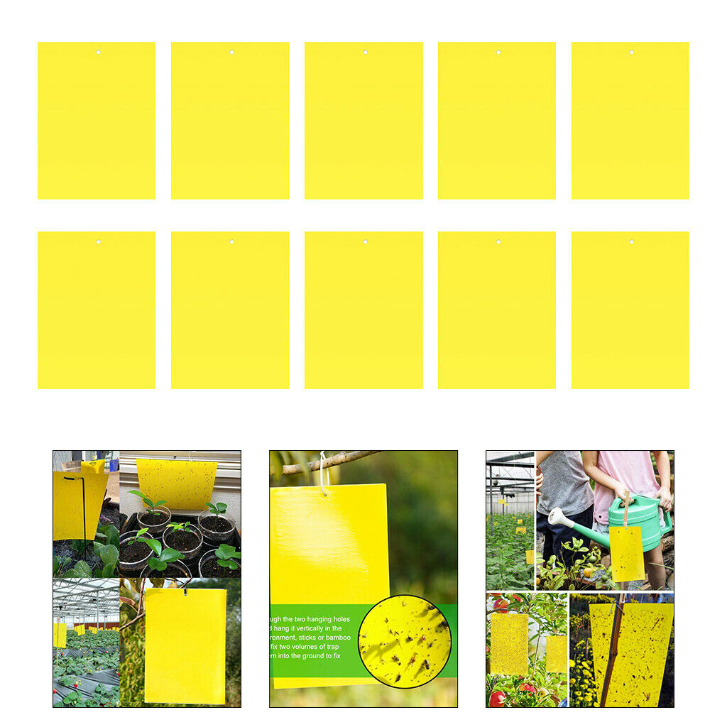 Sticky Gnat Traps for Flying Plant Insect Whiteflies Aphids 10pcs