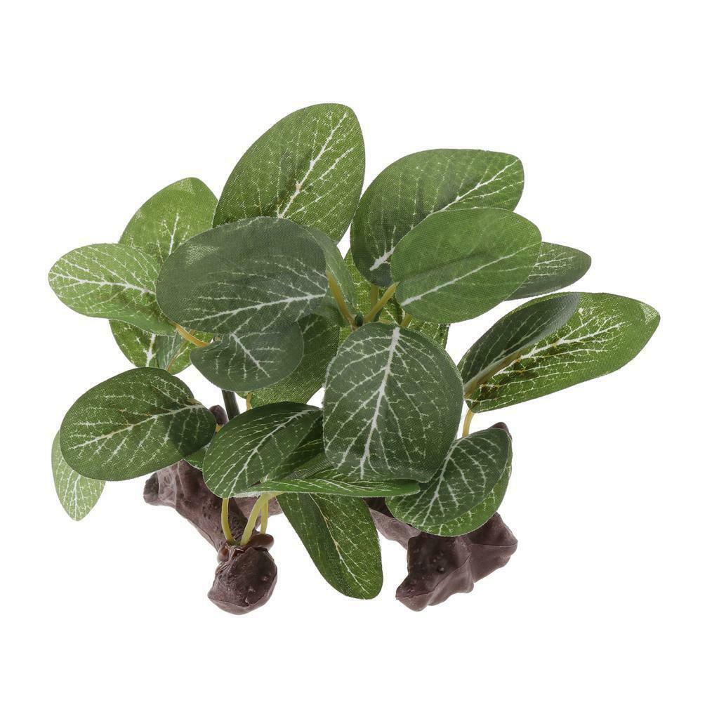 Reptile Plants Terrarium Plants for Bearded Dragons Lizards Habitat Type 1