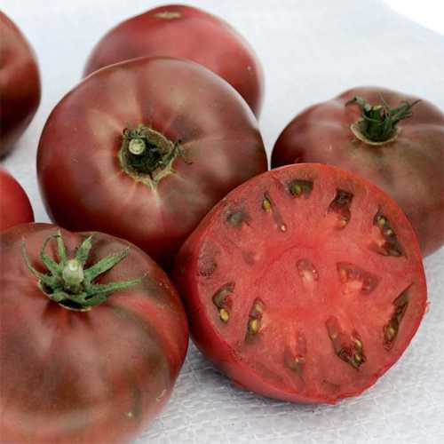 Carbon Tomato - 5+ seeds - Graines - Semillas - Samen - LARGE and SWEET!