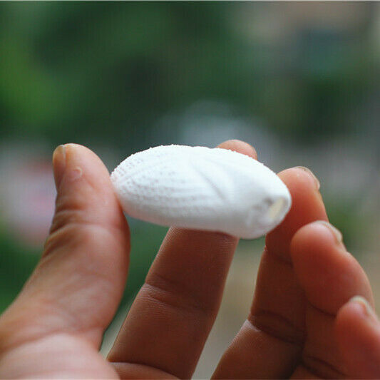 1 pc Natural Shells 4-6cm White Sea Urchin Seashells Ornament Craft Decor HH6977