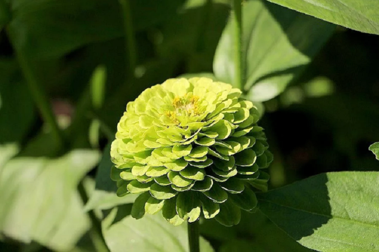 50 PCS Seeds Zinnia Dahlia Giant Lime Queen Elegans Envy Green Amazing Fliowers