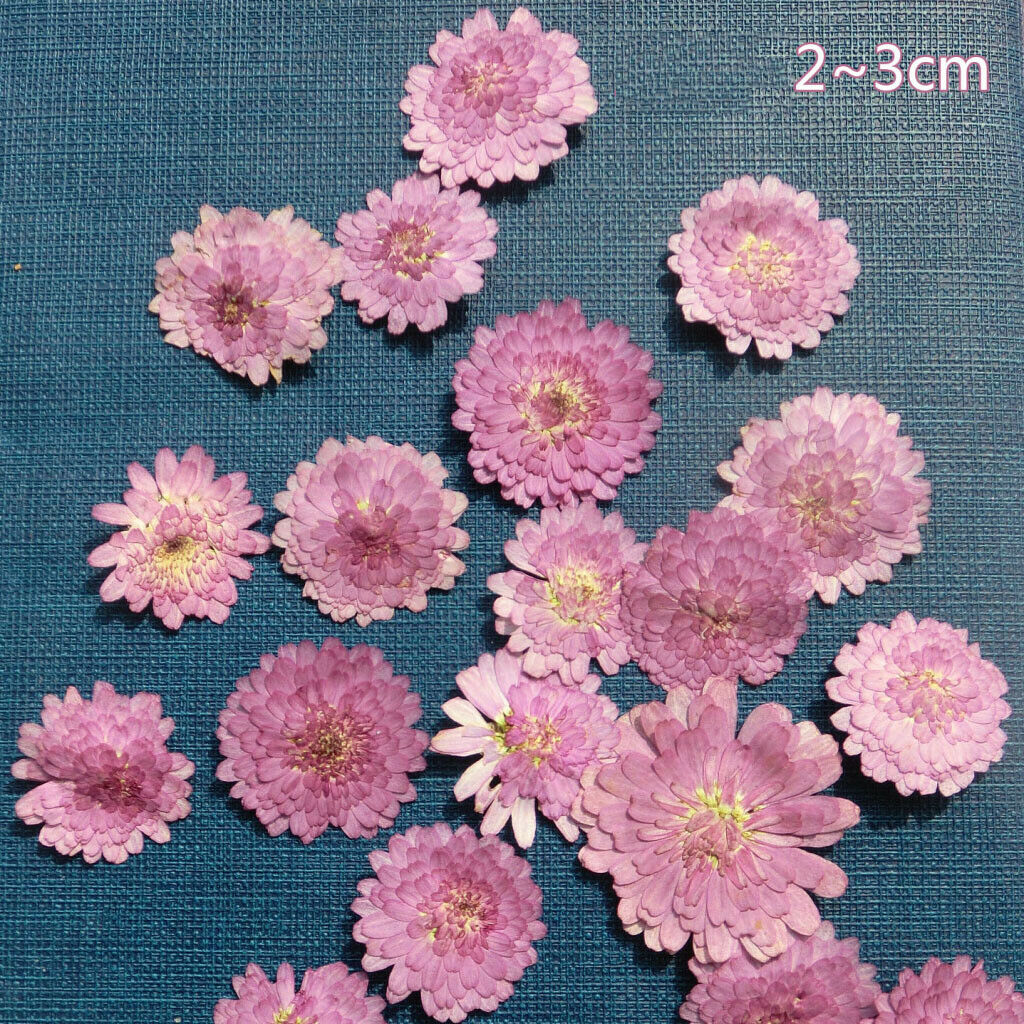 10x Pressed Dried Flower Dry Leaves for DIY Crafts Bookmark Cards Making 02