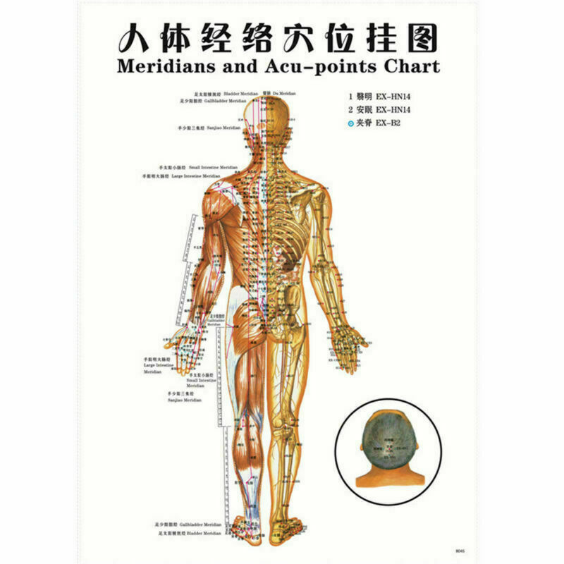 7pcs English Acupuncture Meridian Acupressure Points Posters Chart Wall Map