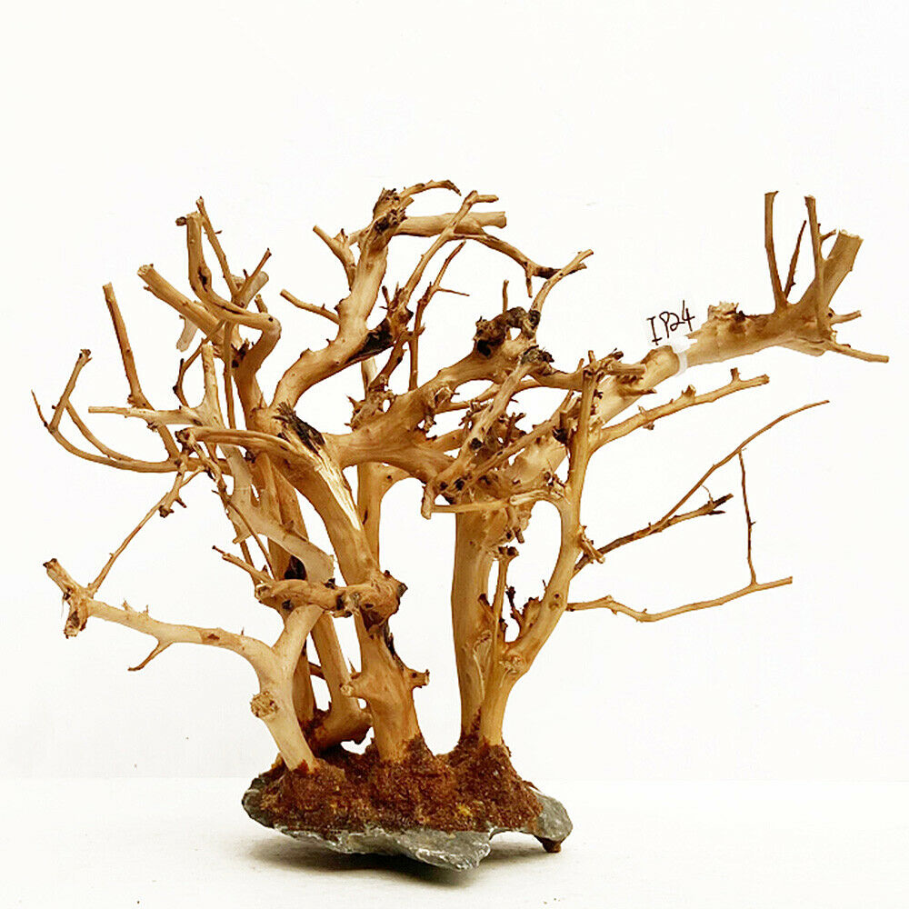 Small Forest Skeleton Wooden Branchâ€‹ Fish Tank Aquarium Landscape Ornament Decor