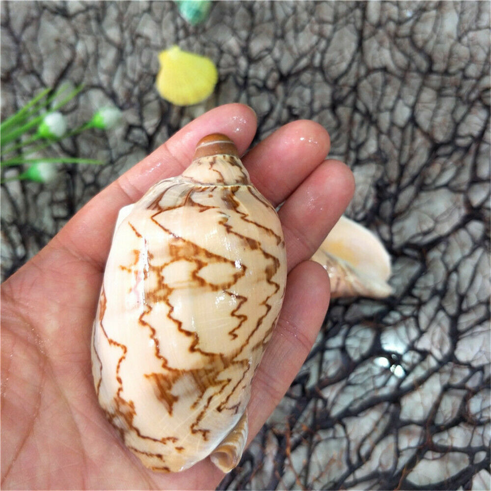 Lot of (x2) Natural Shells 6-8 cm Daybreak Cowrie Shells Seashells Craft Decor