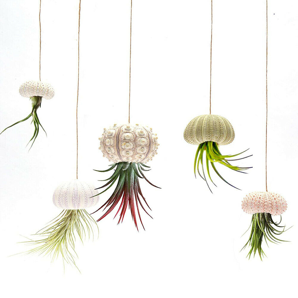 5PCS Mini Sea Urchin Shell Hanging Pot Air Plant Holder Bonsai Home Yard Decor